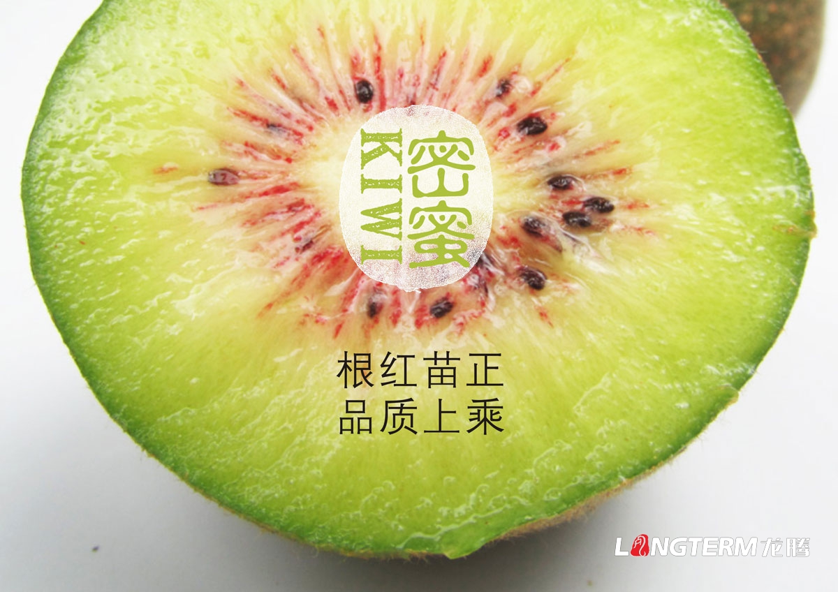 紅陽紅心獼猴桃包裝設計|成都奇異果新鮮水果包裝禮盒設計效果圖