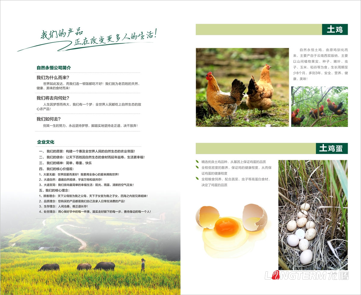 自然永恒土雞蛋宣傳設計|四川自然永恒生態農業開發有限公司宣傳物料設計|海報折頁廣告宣傳單設計
