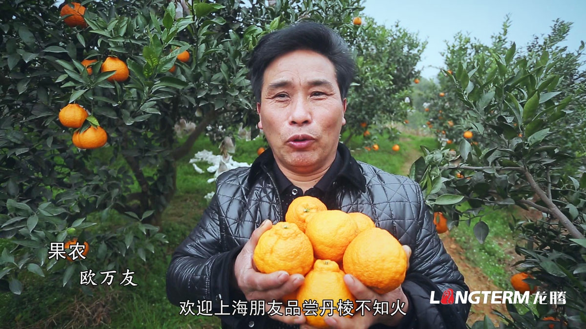 丹棱縣不知火品牌營銷策劃公司|眉山市水果桔橙種植基地丑柑愛媛春見清見耙耙柑大雅柑品牌推廣活動執行公司