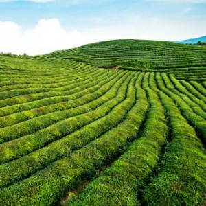 成都道源仙翁茶業有限公司委托龍騰設計宣傳冊