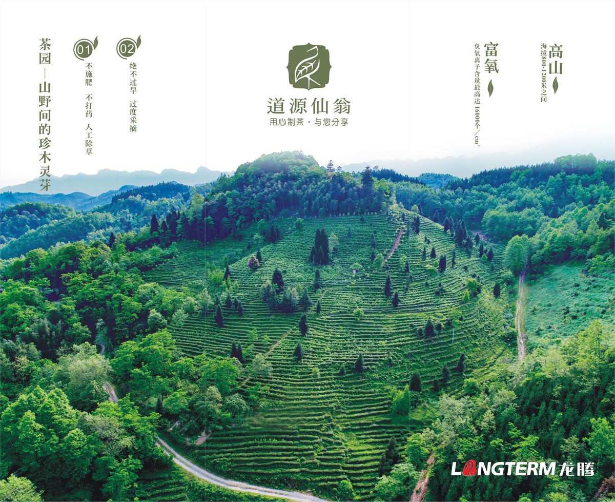 道源仙翁茶業公司三折頁廣告設計_成都道源仙翁茶業有限公司宣傳物料設計_大邑縣茶葉廣告設計公司